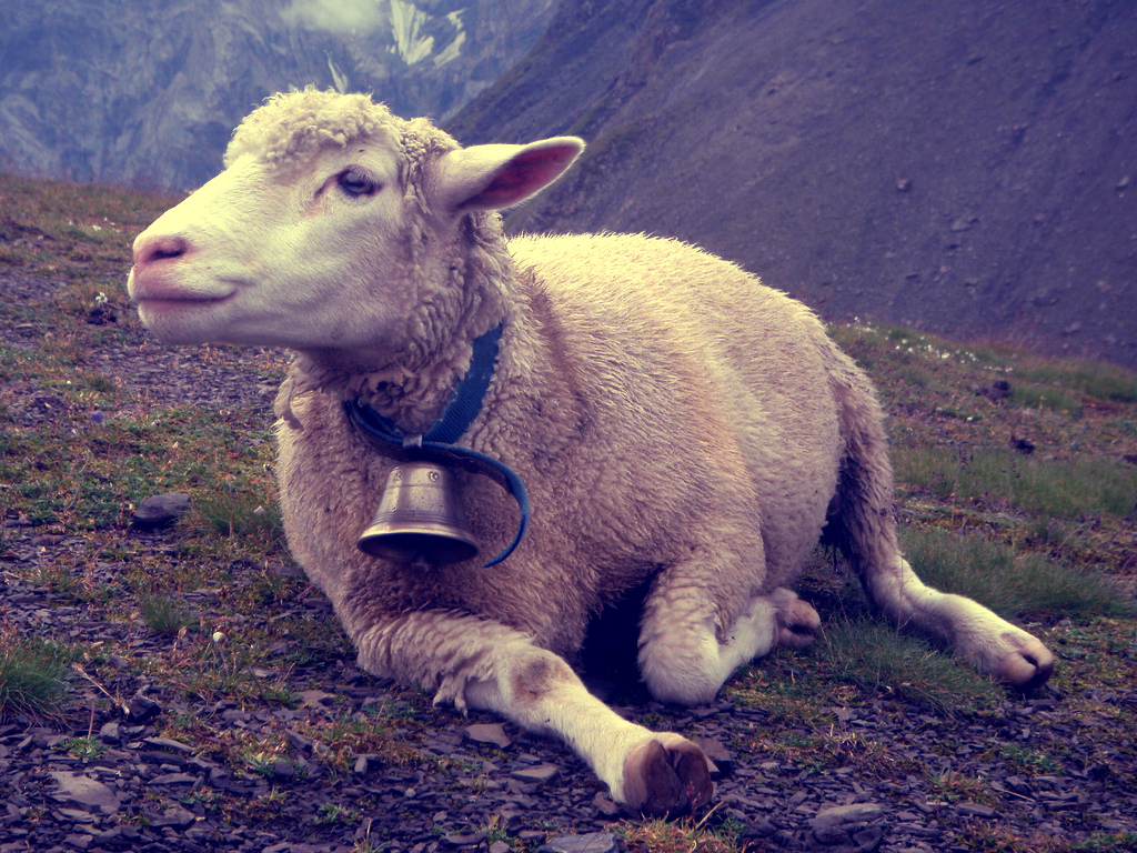 bellwether taking a well-earned break from the responsibility of
leading the flock. Click photo to enlarge.