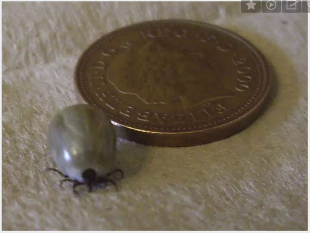 Big tick next to coin for scale