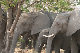 Elephants in Botswana
