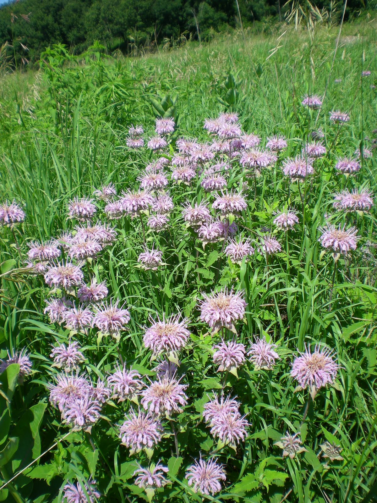 Practical Biology science for everyone Iowa Tallgrass Prairie summer