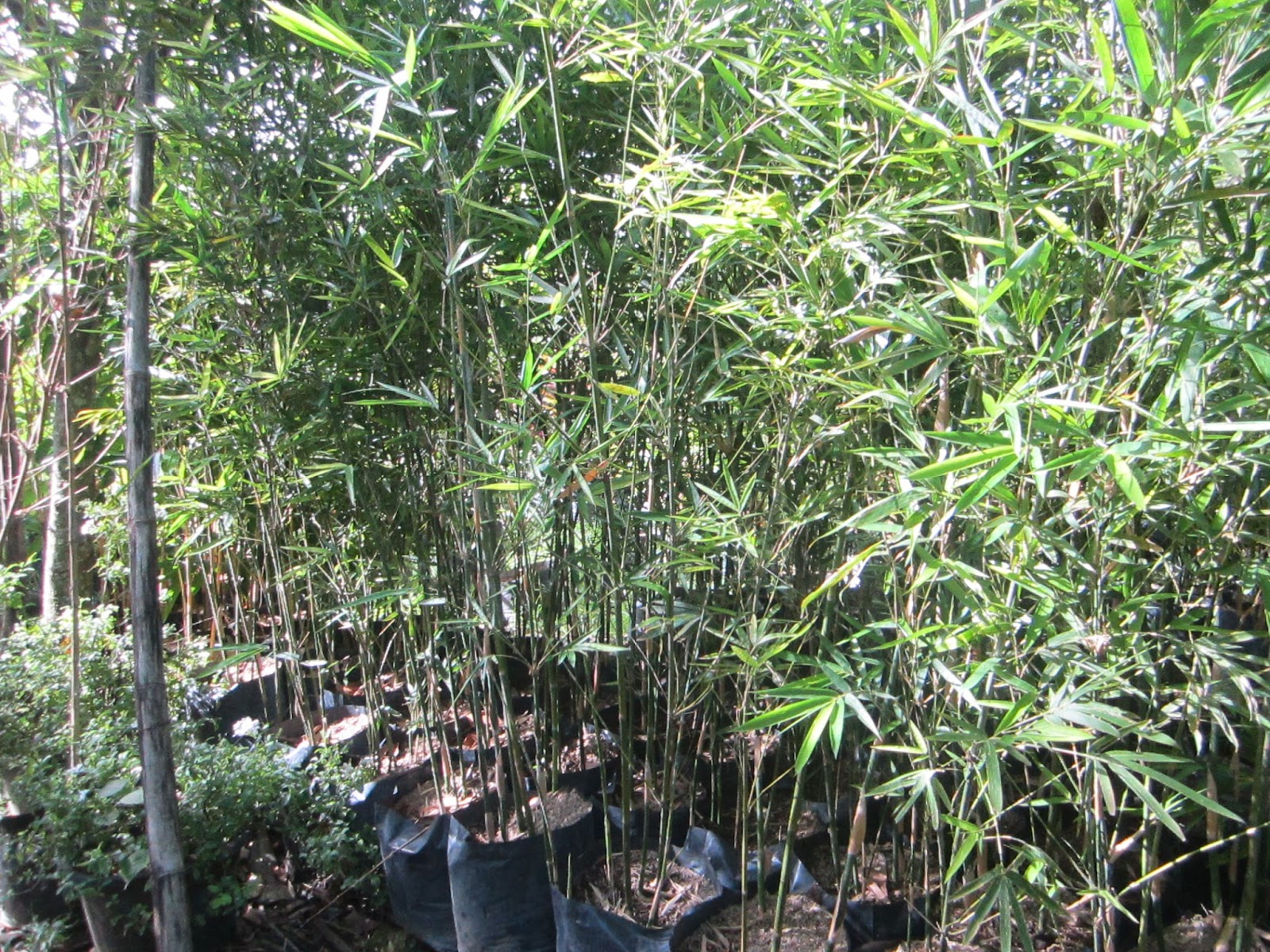 Ornamental Plants For Sale: Bamboo For Sale