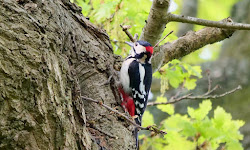 birds fly south rustic sunday 9