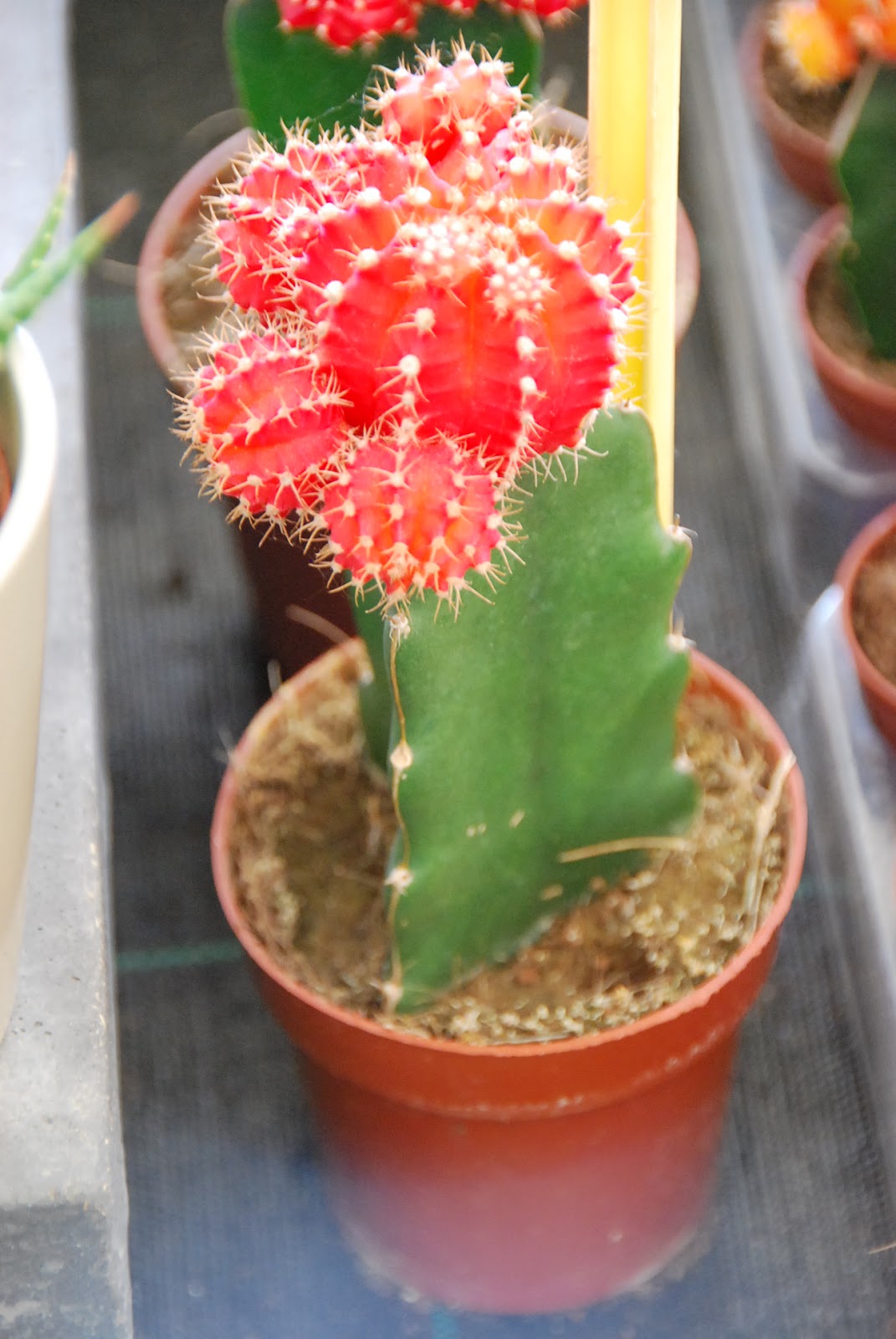 Fotos de flores: CACTUS CON FLORES