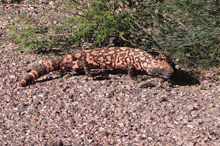 Gila monster
