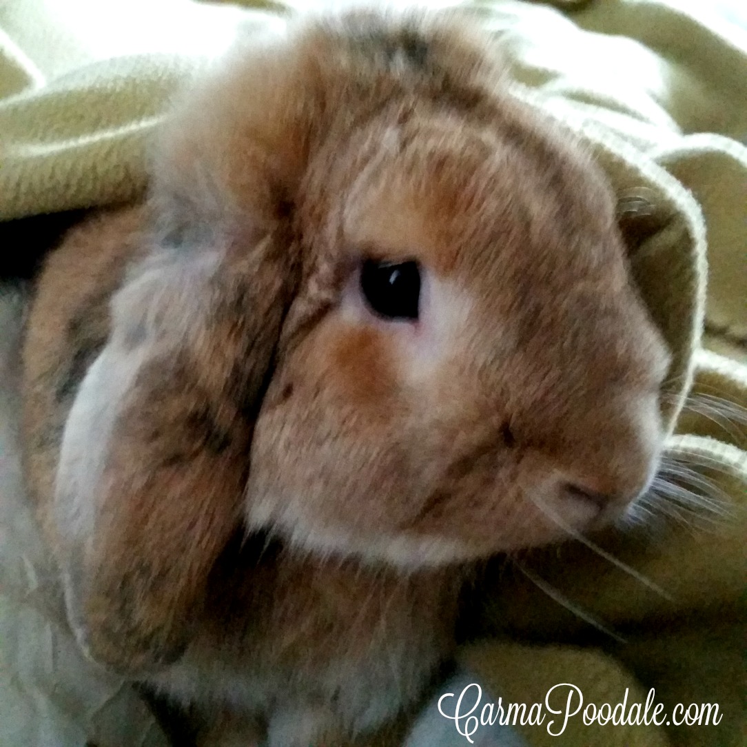 peanut bunny