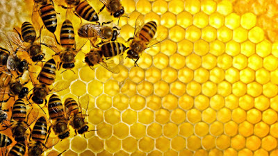 10 فوائد عسل النحل على الريق مهمة للجسم الانسان