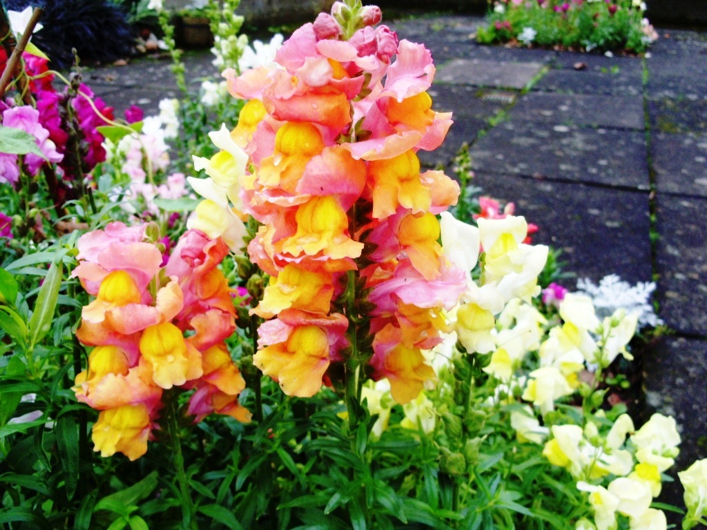 Kelli�s Northern Ireland Garden Blogger�s Bloom Day