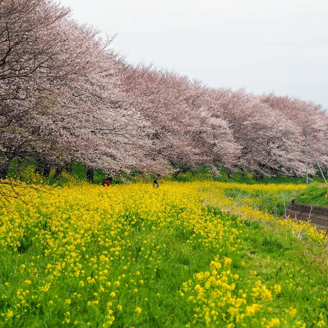 荒川自転車道　さくら堤公園　桜と菜の花