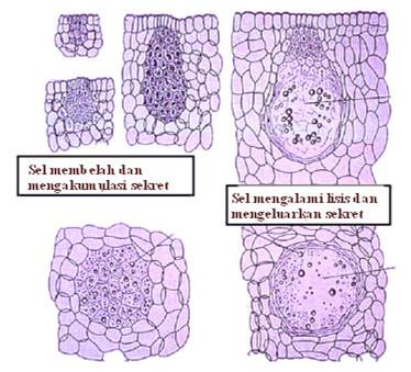 Gambar Jaringan Sekresi