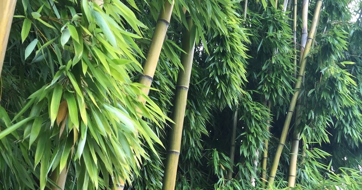 Essayeh Bamboo a plant with many uses