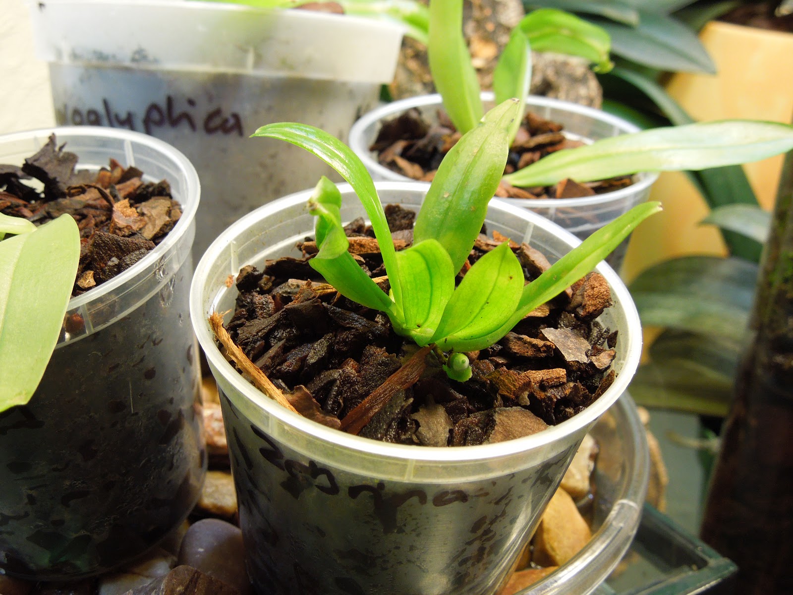 ORCHIDS & ME My Phalaenopsis species seedlings
