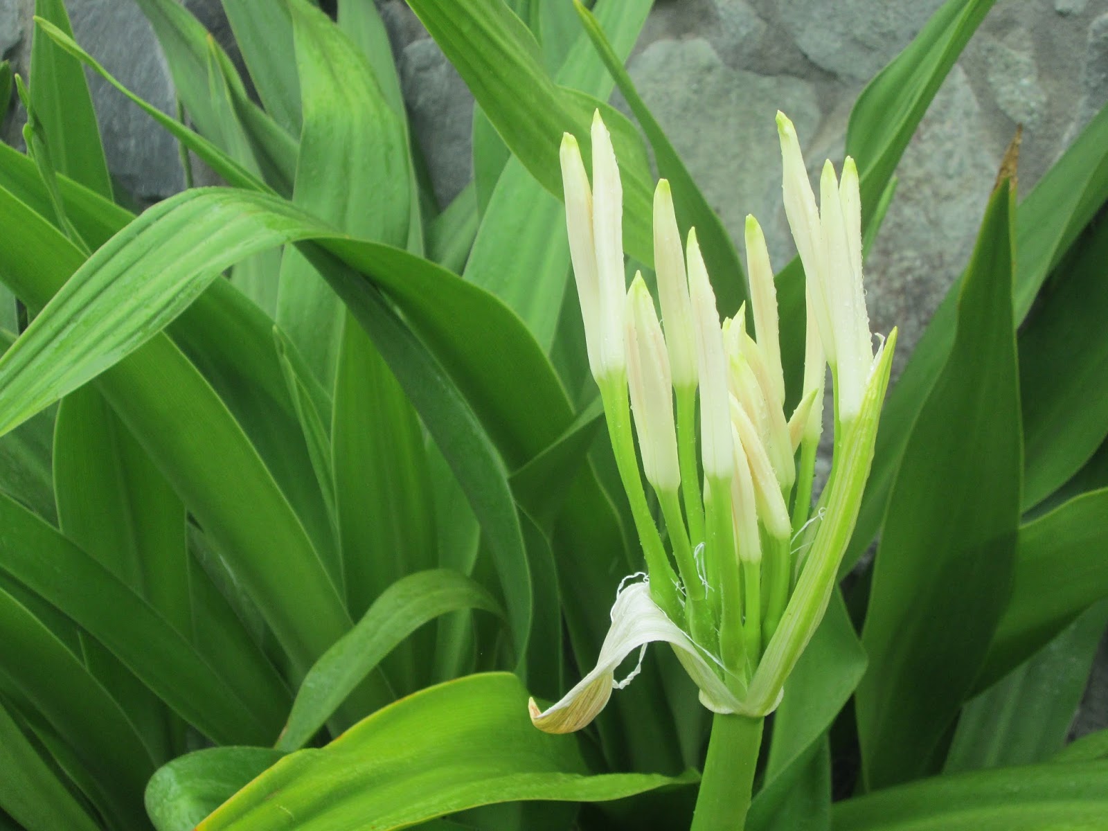 Garden Notes from Hawaii HAWAII SPIDER LILY (Crinum asiaticum, Crinum
