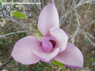 saucer magnolia