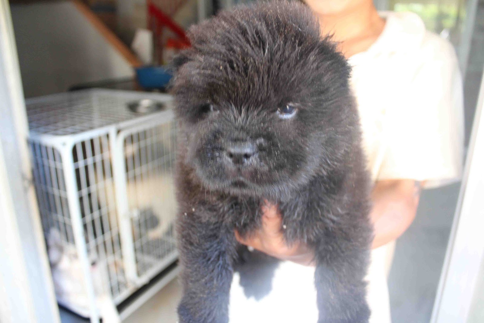 LovelyPuppy: Black Chow Chow Puppy WIth MKA Cert
