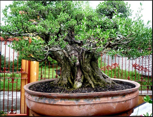 Mencari Tanaman Bonsai Santigi Tercantik