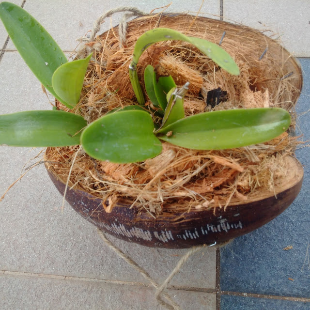 gardening, coconut flower pots, orchids, flower pot, hanging flower pots, gardening crafts ideas, gardening recycle, coconut husks, moist flower for longer period, gardening reuse gardening, coconut flower pots, orchids, flower pot, hanging flower pots, gardening crafts ideas, gardening recycle, coconut husks, moist flower for longer period, gardening reuse