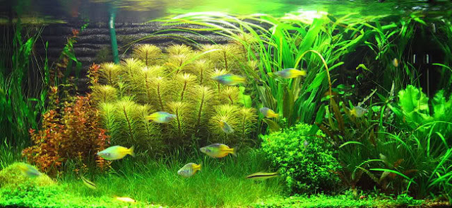5 Jenis Gaya (Style) di Aquascape