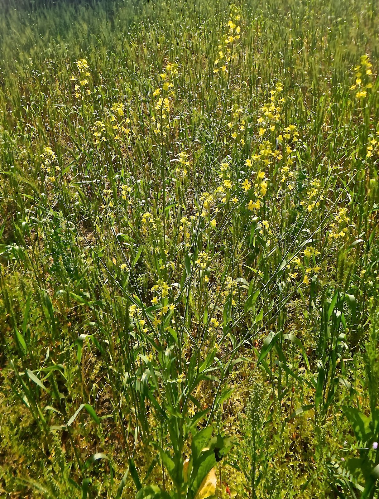 Keep Calm & Curry On Ingredients Mustard Oil