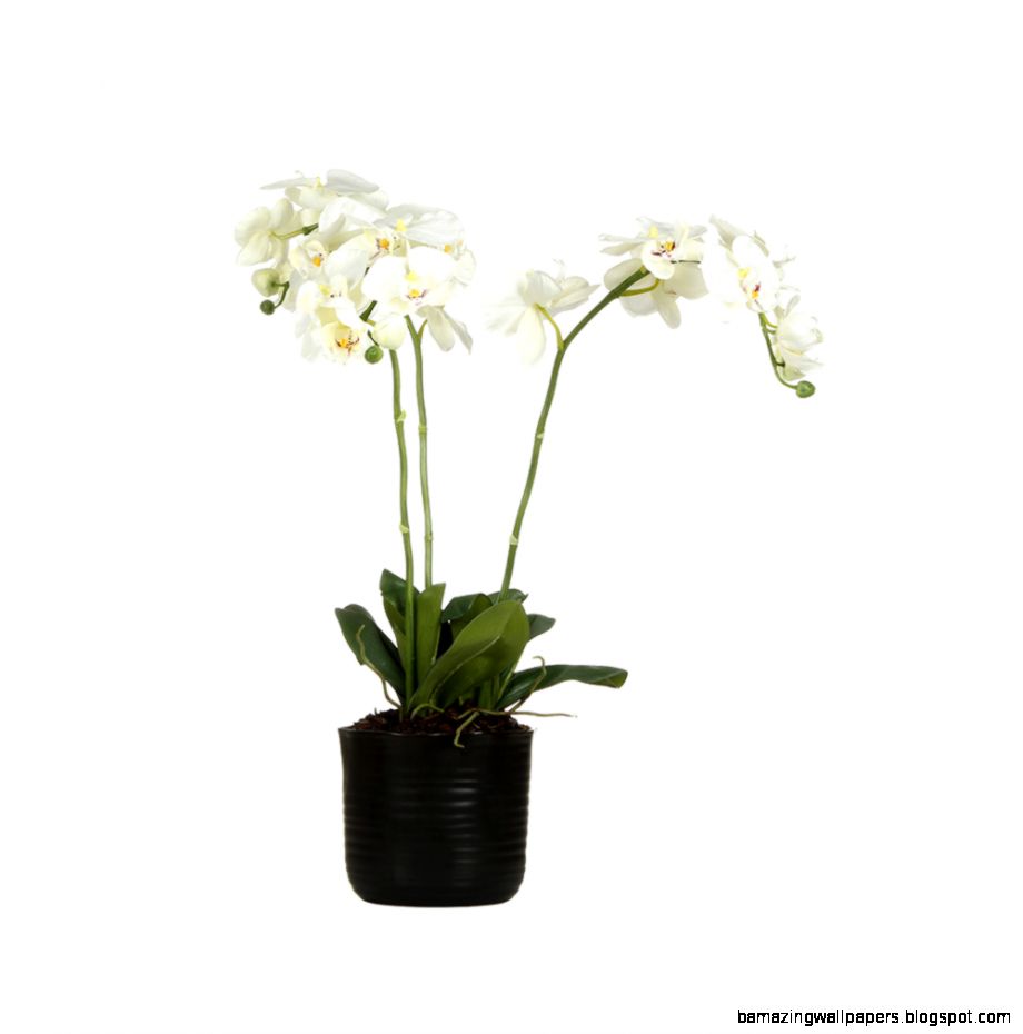 Buy Paper Whites White Orchid in Black Ceramic Pot  Amara