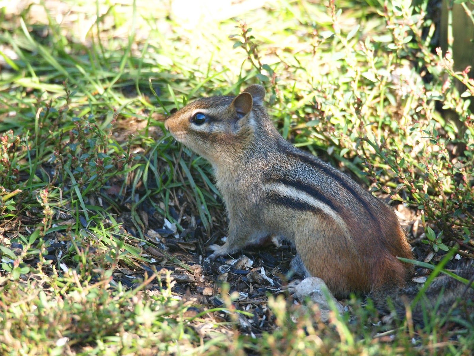 Wildlife Outside My Window: Tunnel Vision