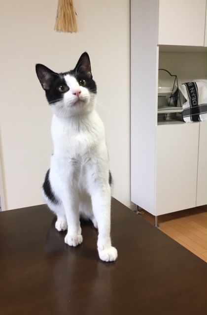 とよなか子猫の貯金箱
