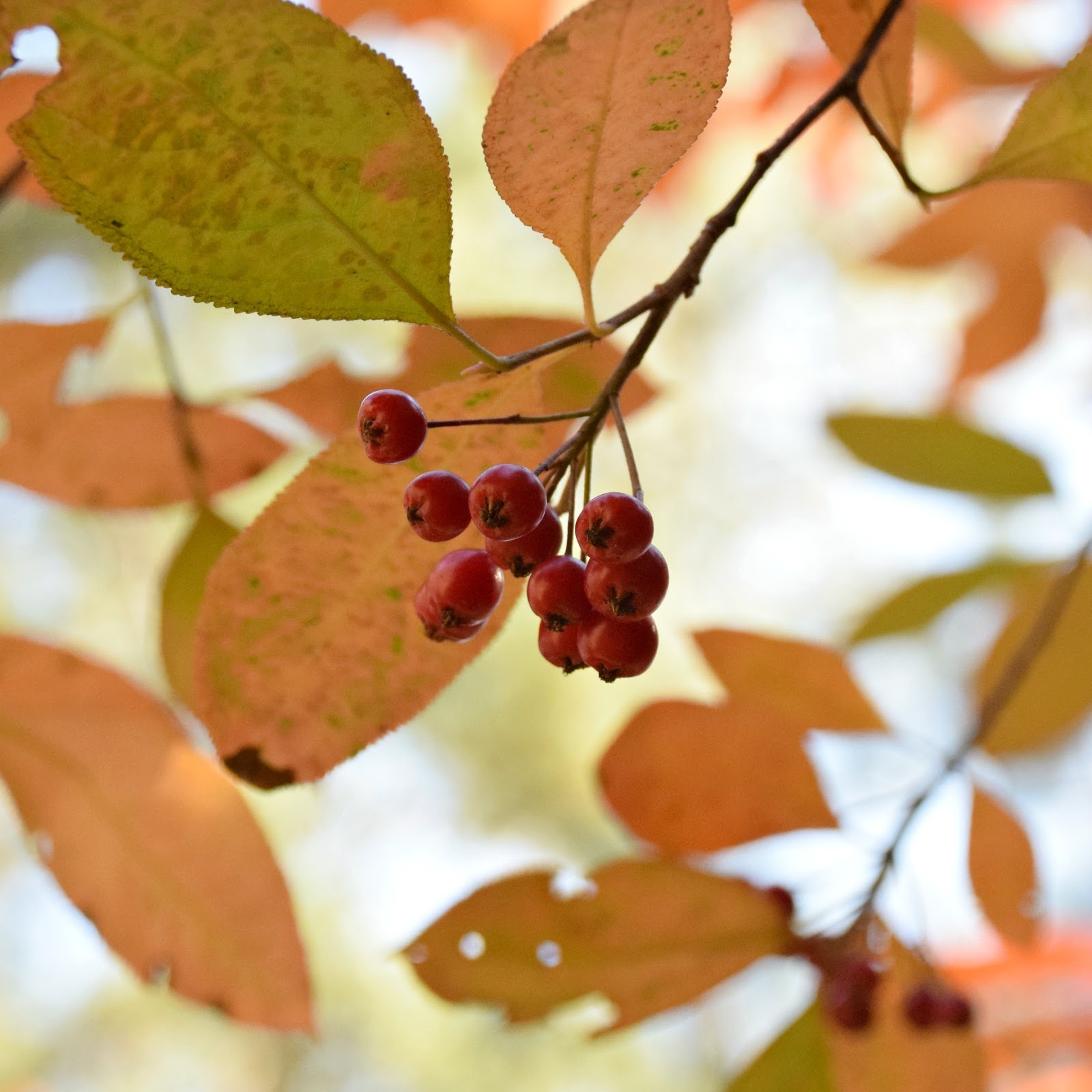 Using Native Plants Beautiful Native Plants for in Winter