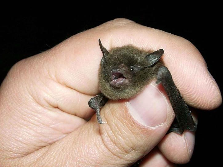 Endangered New Jersey Bats in Your Belfry?