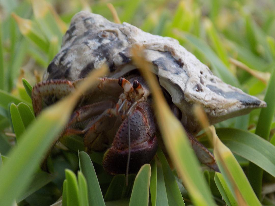 Hermit Crab Cottage Hermit Crab Weekly Meal Plan
