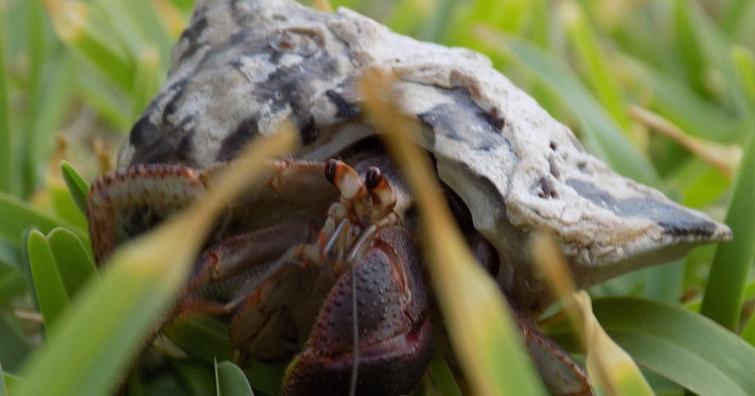 Hermit Crab Cottage Hermit Crab Weekly Meal Plan