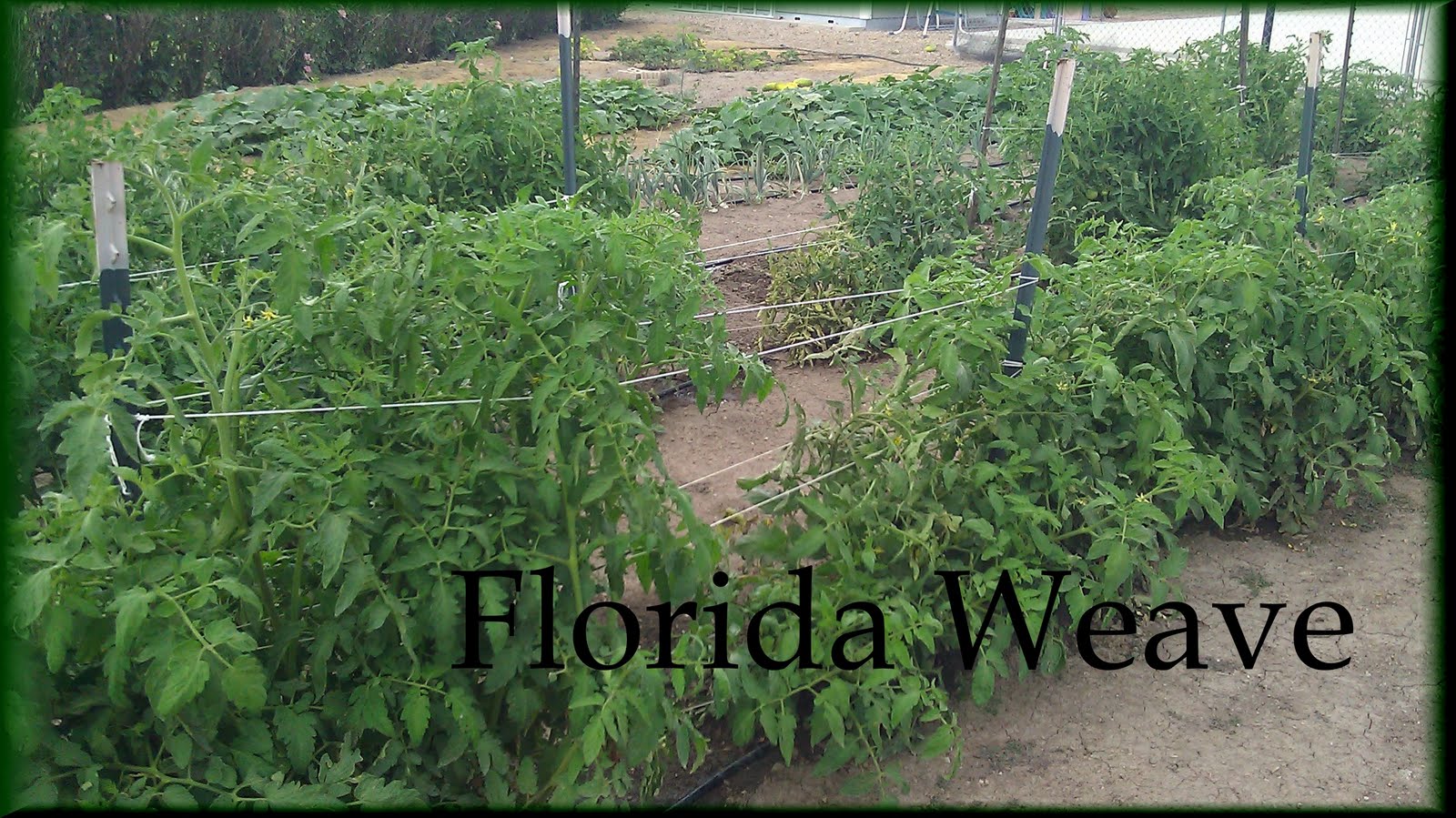 Enjoyingtheharvest Staking Tomatoes Florida Weave
