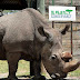 Murió Sudán, el último rinoceronte blanco del norte macho