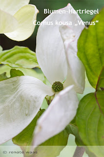 Gehölze für den Hausgarten - Cornus kousa Venus - Bepflanzung Garten