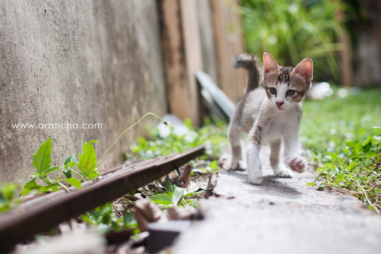 95 Gambar Gambar Kucing Hilang Terlihat Keren 95 Gambar Gambar Kucing Hilang Terlihat Keren