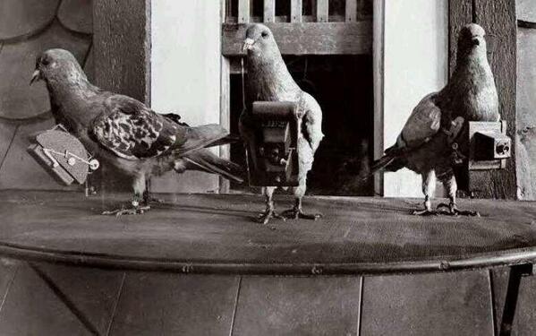 las palomas fotógrafas