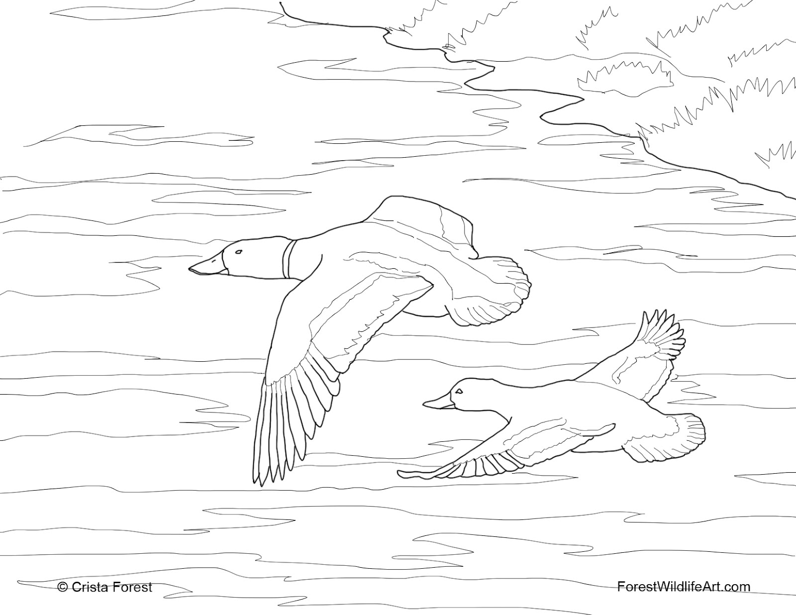 mallard duck coloring pages - photo #13