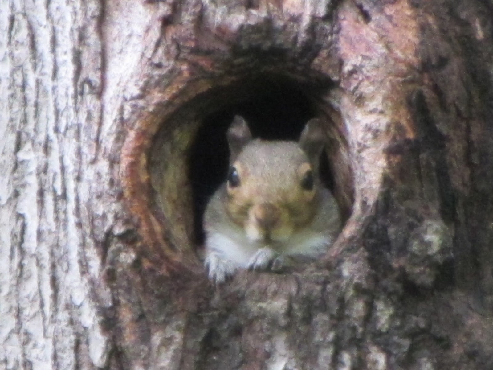 Frugal For You We Have A Squirrel s Nest 