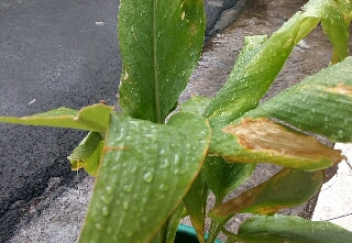 health benefits of turmeric leaves