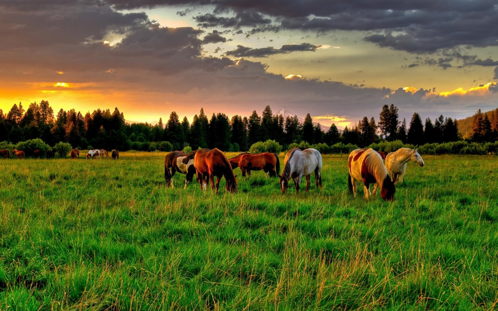 Caballos en el campo - Horses field