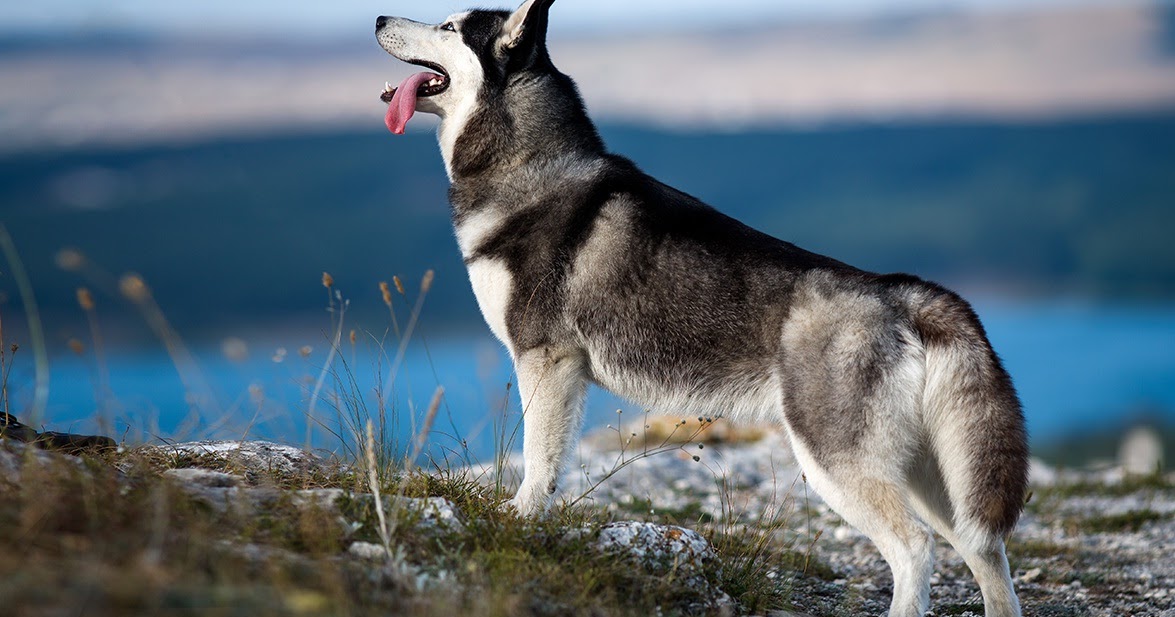 58 Arti Mimpi Digigit Anjing Menurut Primbon Jawa Lengkap