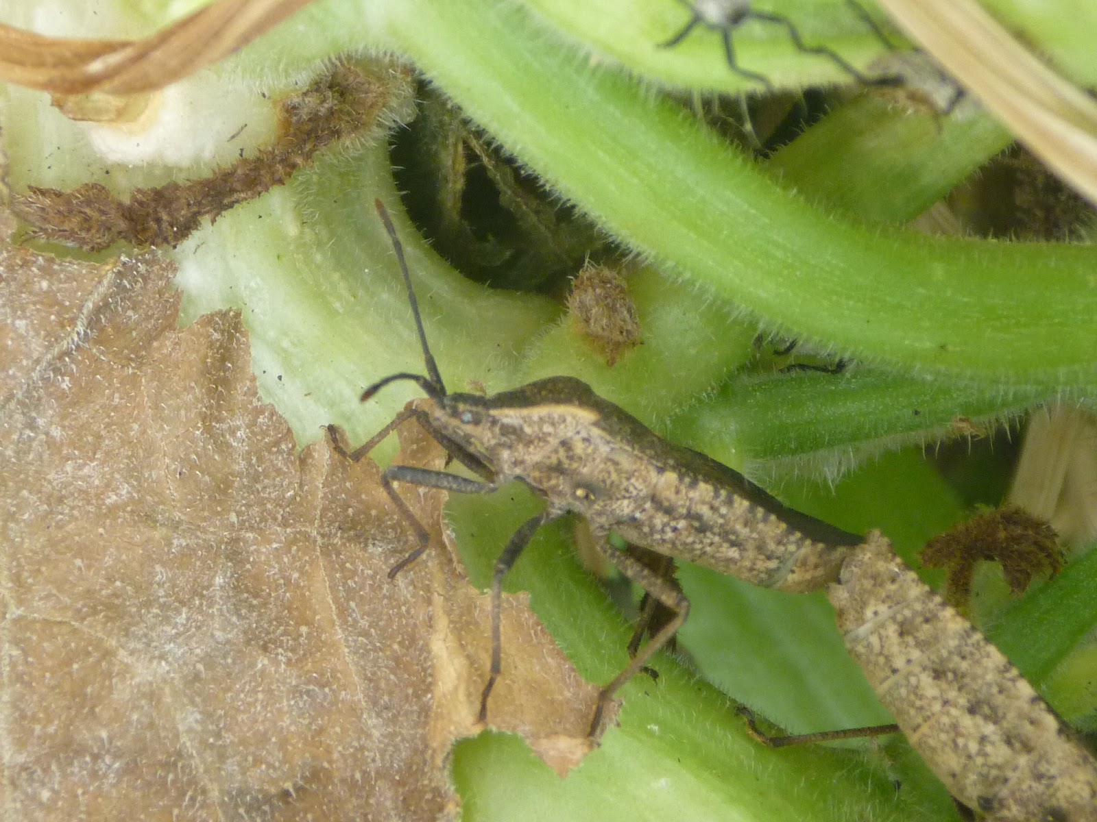 RTCO Garden Squash Bugs