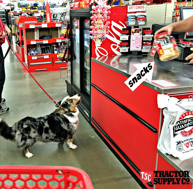 The Chronicles of Cardigan: Look at All the Cat and Dog Stuff the ...