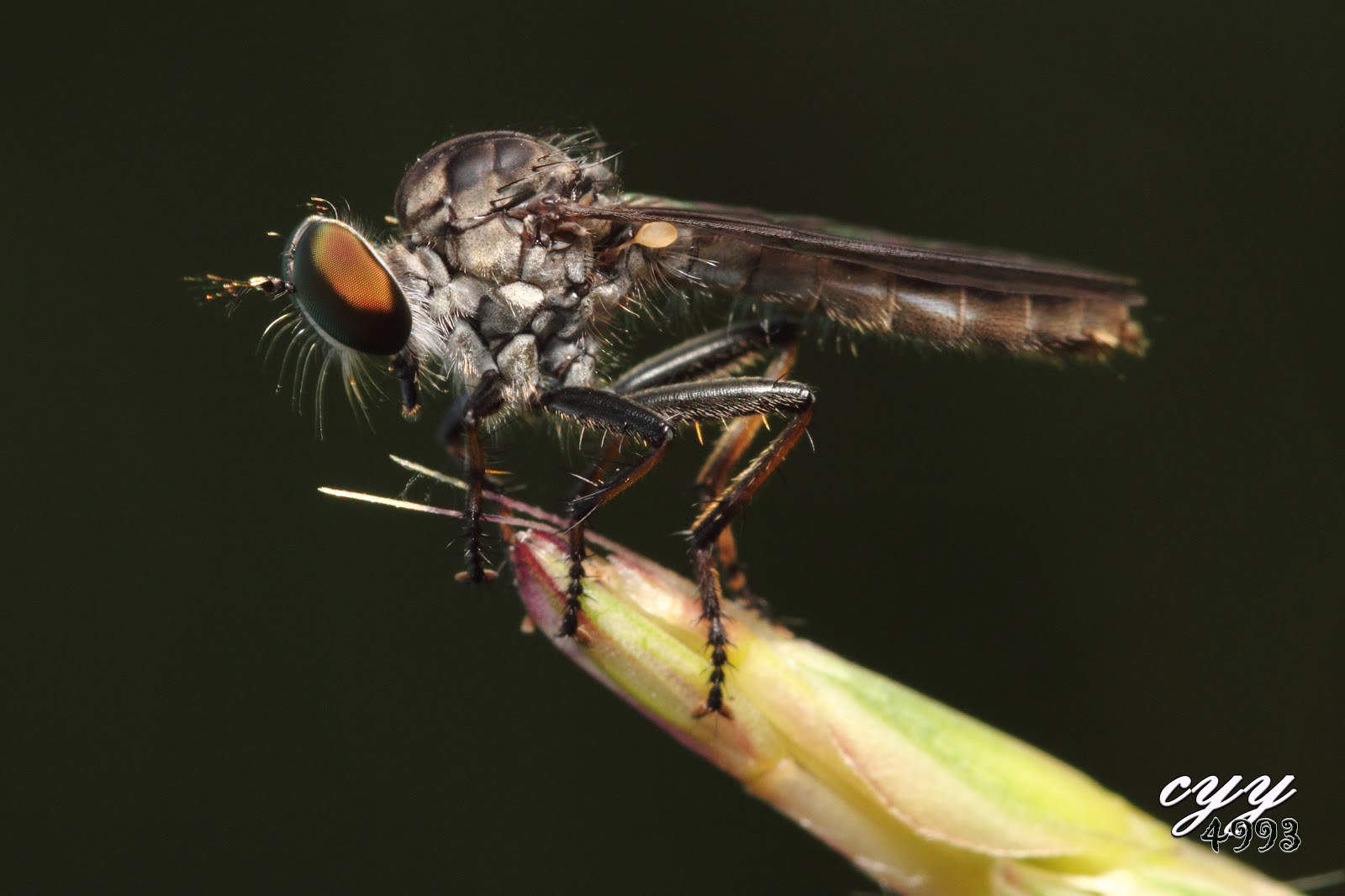 cyy4993: Robber Fly [Asilidae] 食蟲虻
