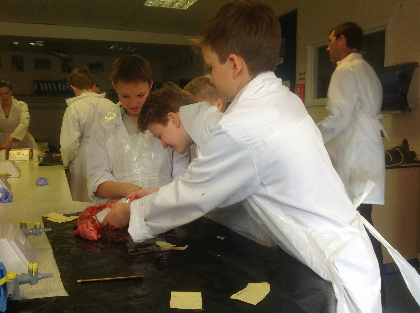 Science Brambletye Pig pluck dissection