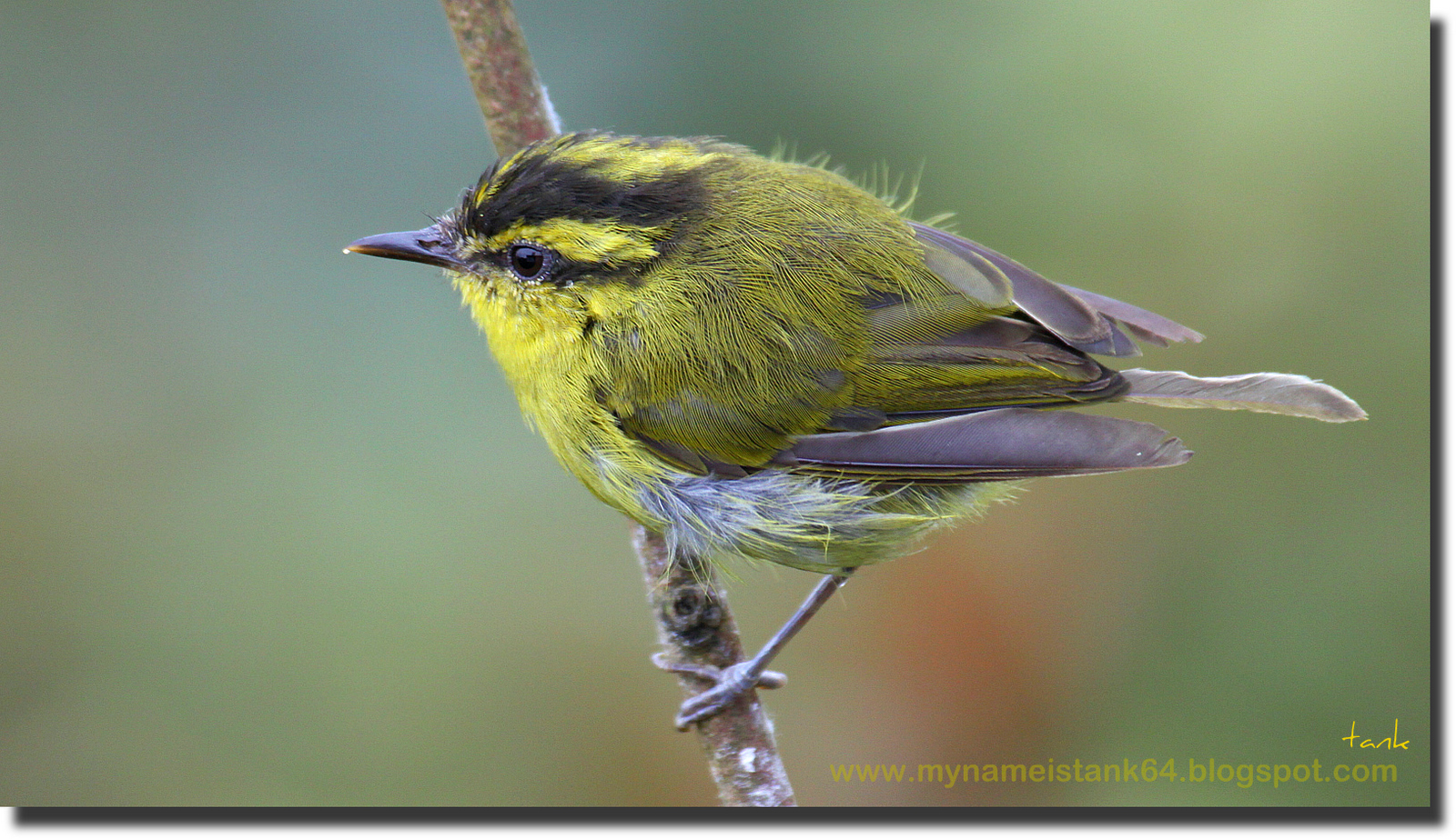 Birds of Malaysia @ mynameistank64: U Kali Part II - Mountain Leaf