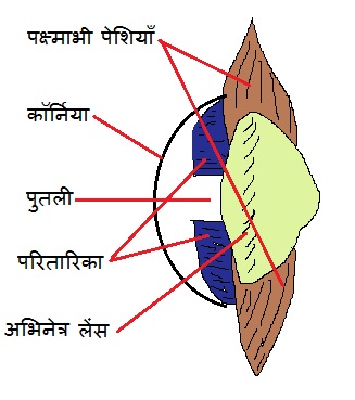 1449335577 ch 11 X image4 - मानव नेत्र और उसके भाग