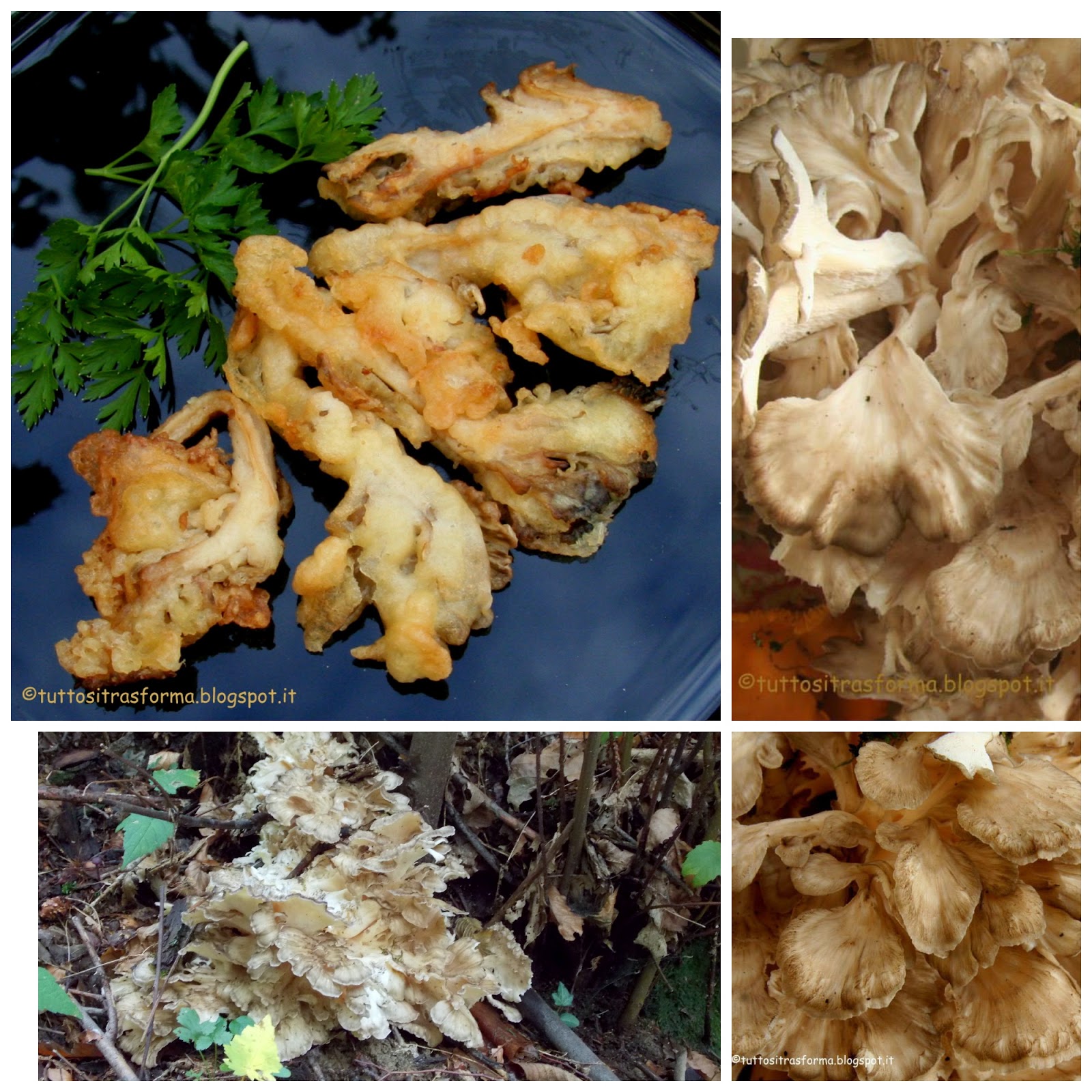 tuttositrasforma REGINA (Grifola Frondosa) IN PASTELLA ALLA BIRRA