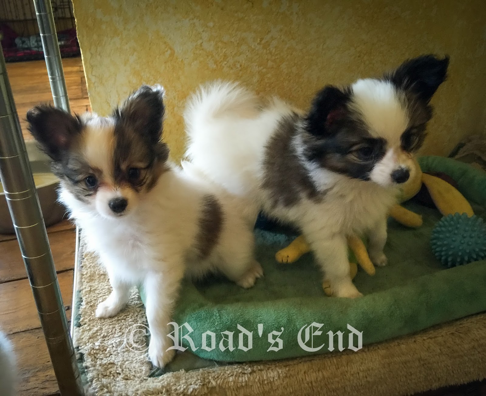 Road's End Papillons 7 Weeks old Papillon Puppies
