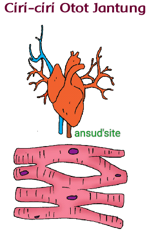 Materi IPA: Otot Manusia (Polos~Lurik~Jantung) Pengertian~Fungsi~Ciri
