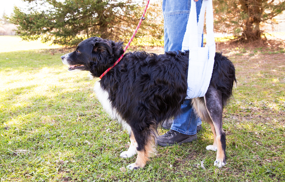 Bed Rest Games for Dogs PostSurgery Australian Dog Lover