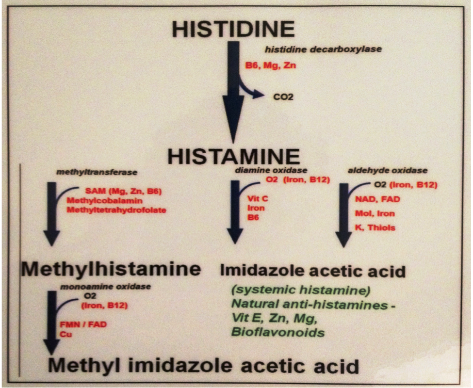 Which Of The Following Can Release Histamines Histamine Intolerance Syndrome - Marion Institute